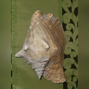 Large Natural Sea Shell Decor